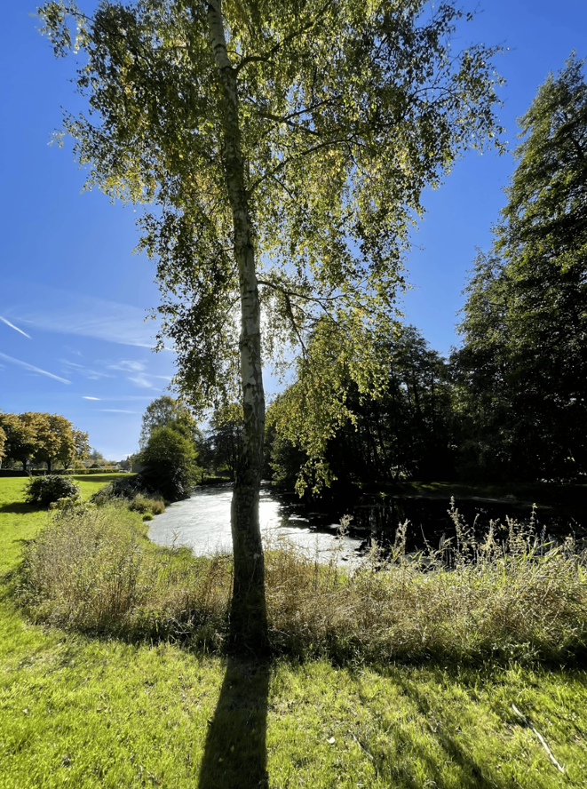 Tree by a river with a clear blue sky