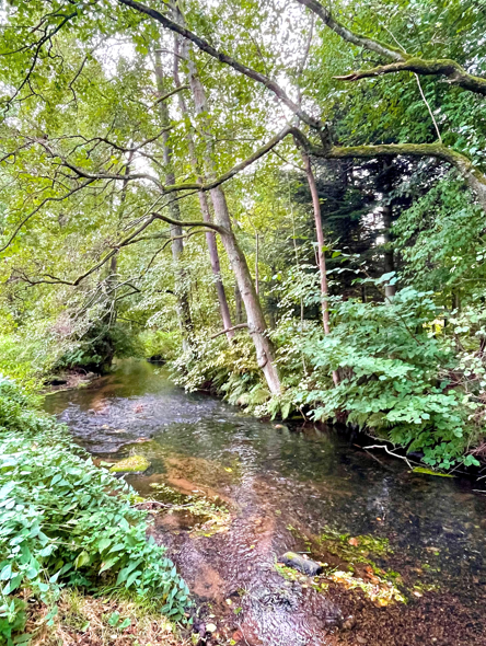 Forest Stream Serenity – Emotional Nature Print for Calm Interiors